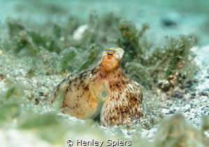 Atlantic Longarm Octopus (Macrotritopus defilippi), St Lu... by Henley Spiers 